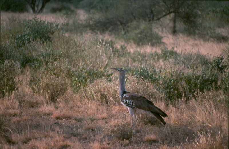 1-15 Kori bustard - Samburu national reserve
